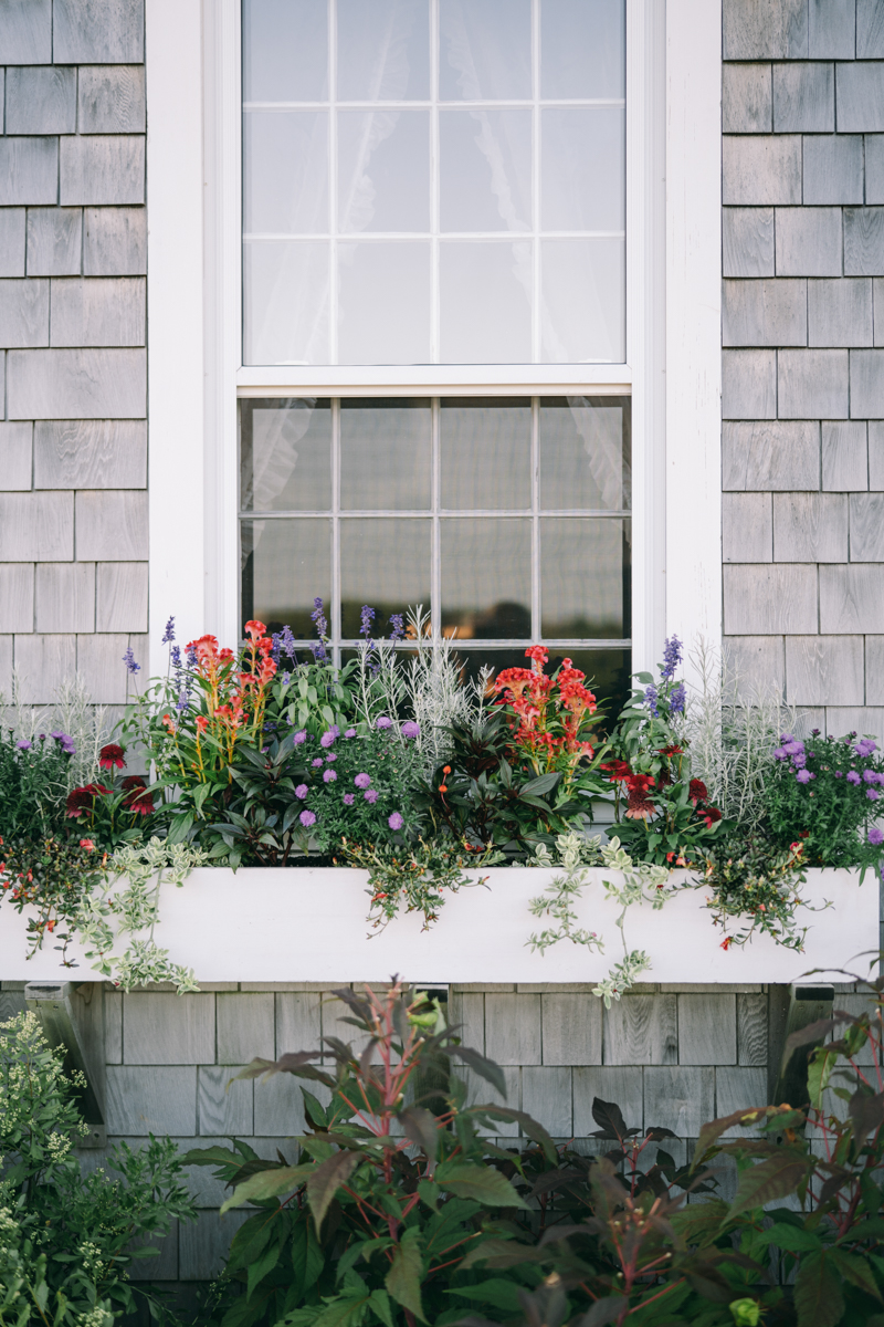 white window with green and red flowers