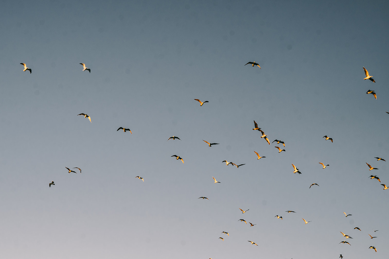 Seagulls flying in a clear blue sky