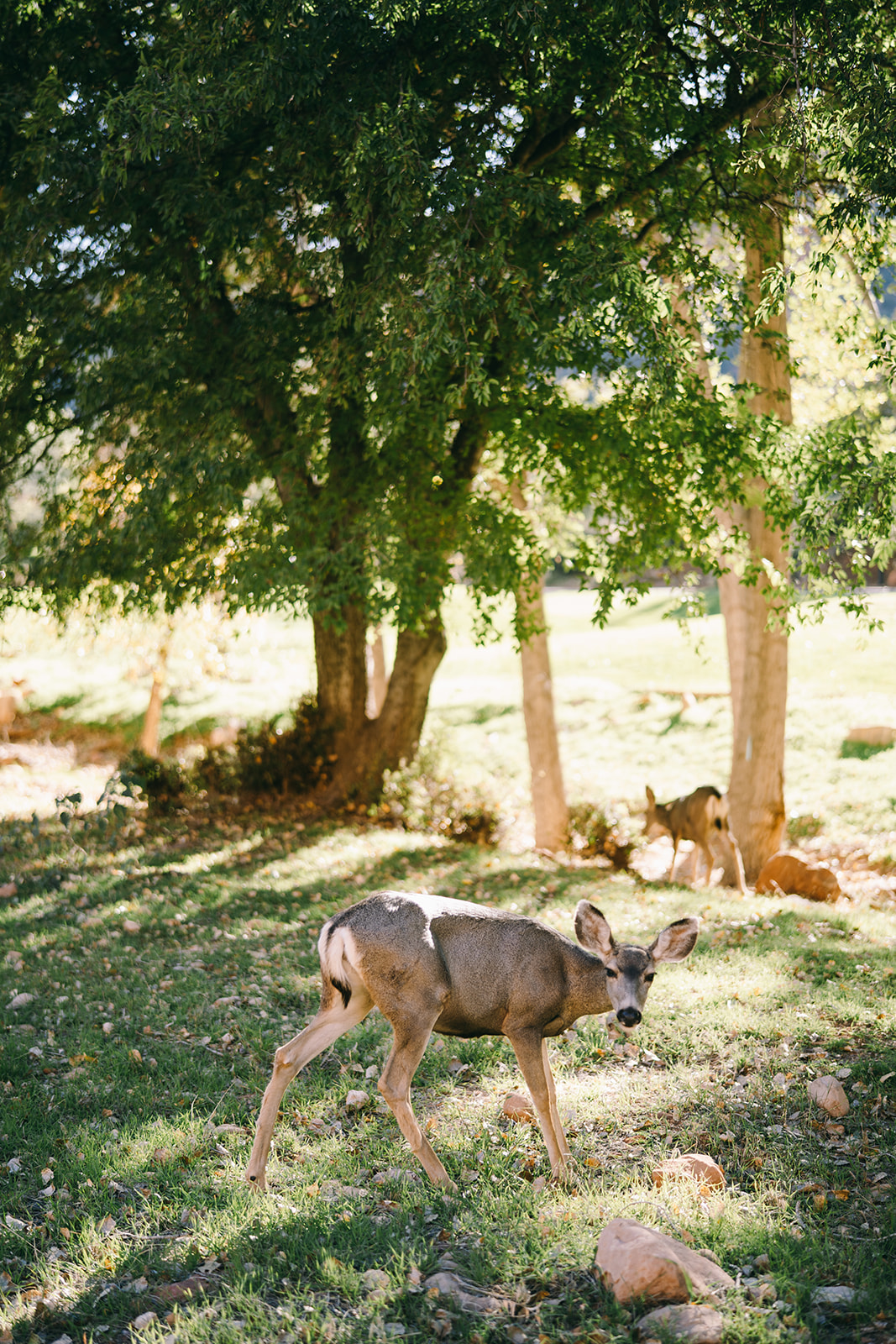 Deer in the forest looking at camera