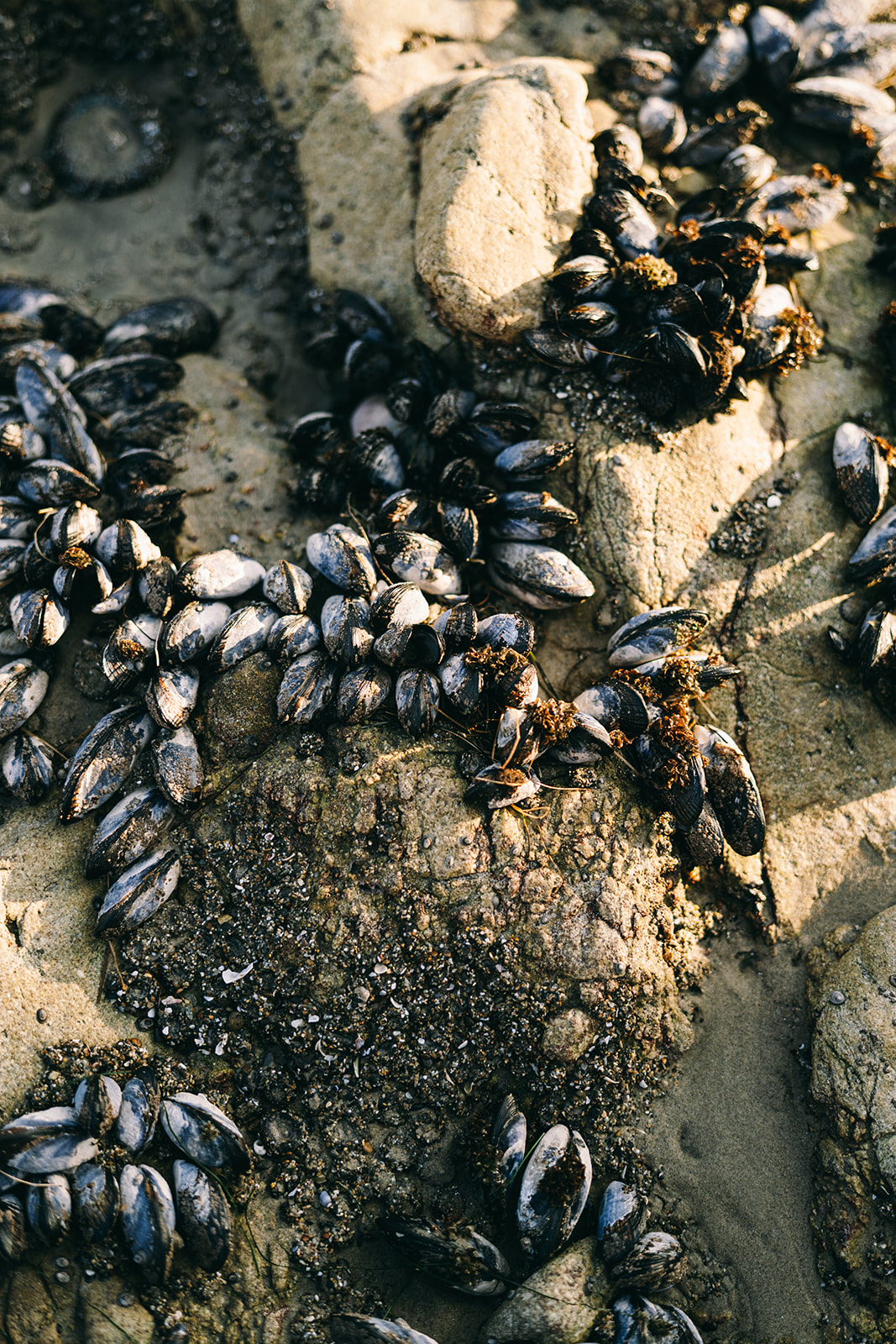 Black, blue, and grey mussels attached to rocks on the beach
