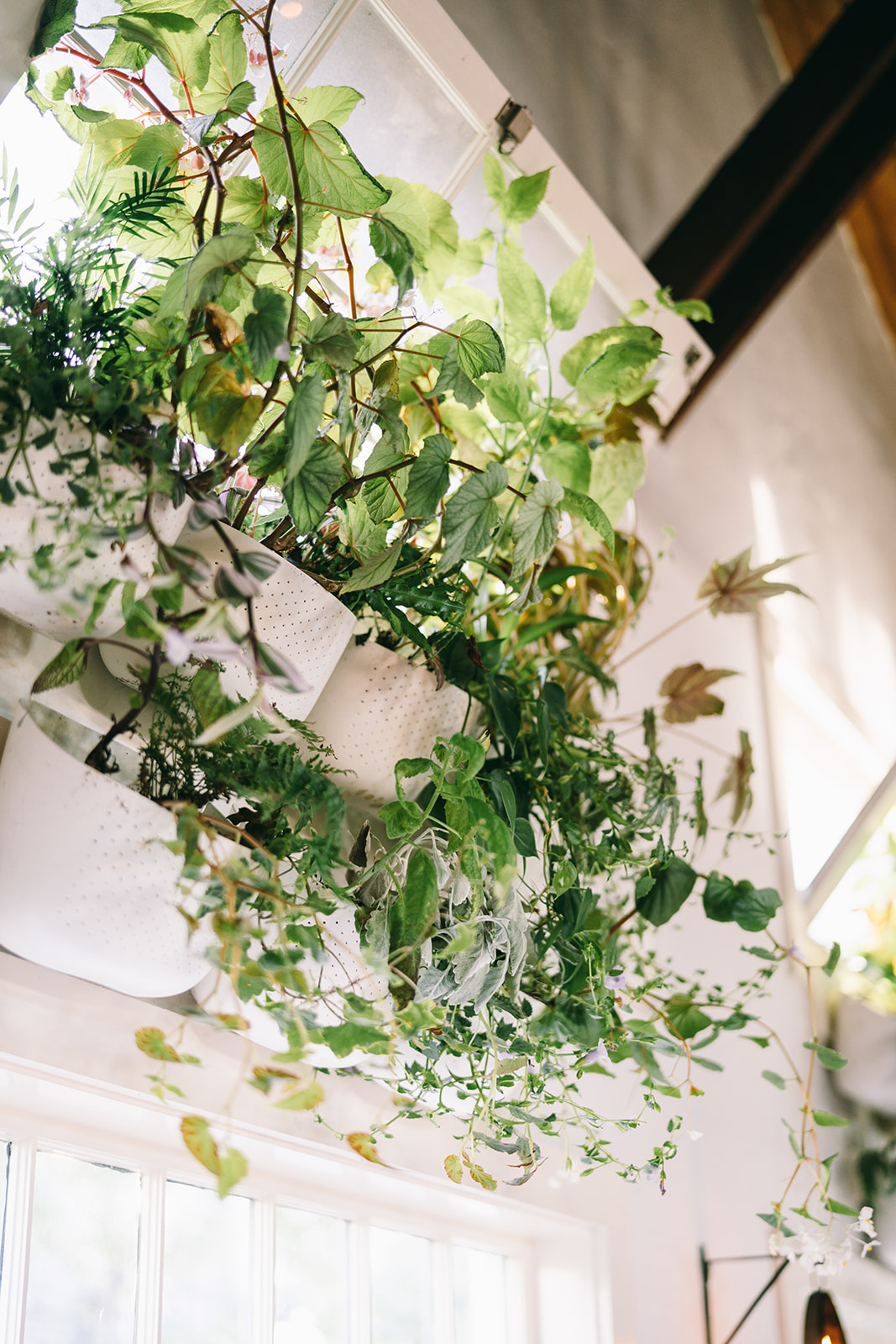 Close up of green plants in planters attached above the windows of a restaurant