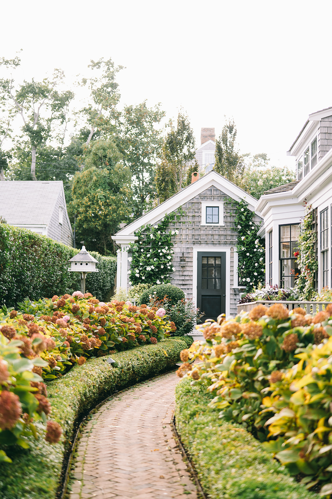 Brick road with many hydrangeas on either side leading to a quaint cottage with flowers climbing up the front in Nantucket
