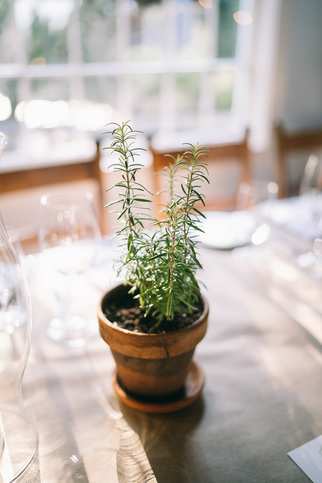Fresh rosemary growing in a pot on the table 