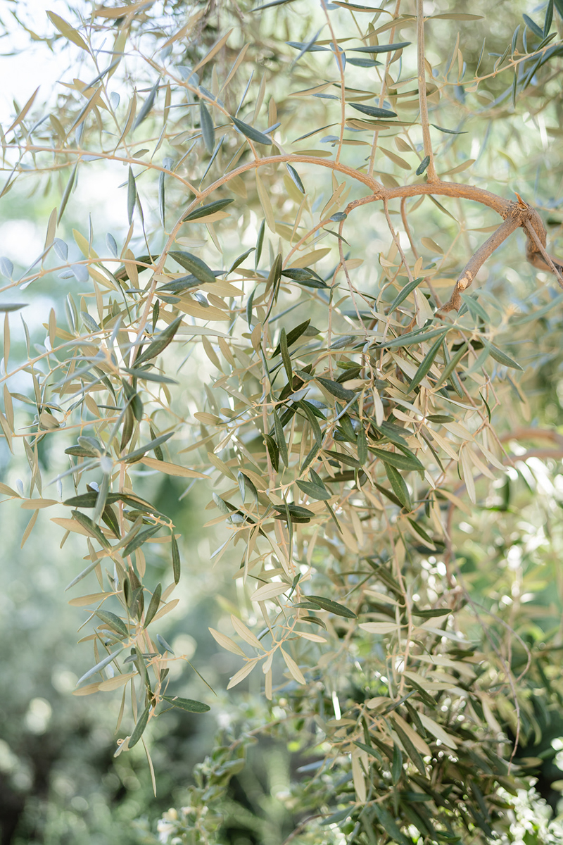 olive trees