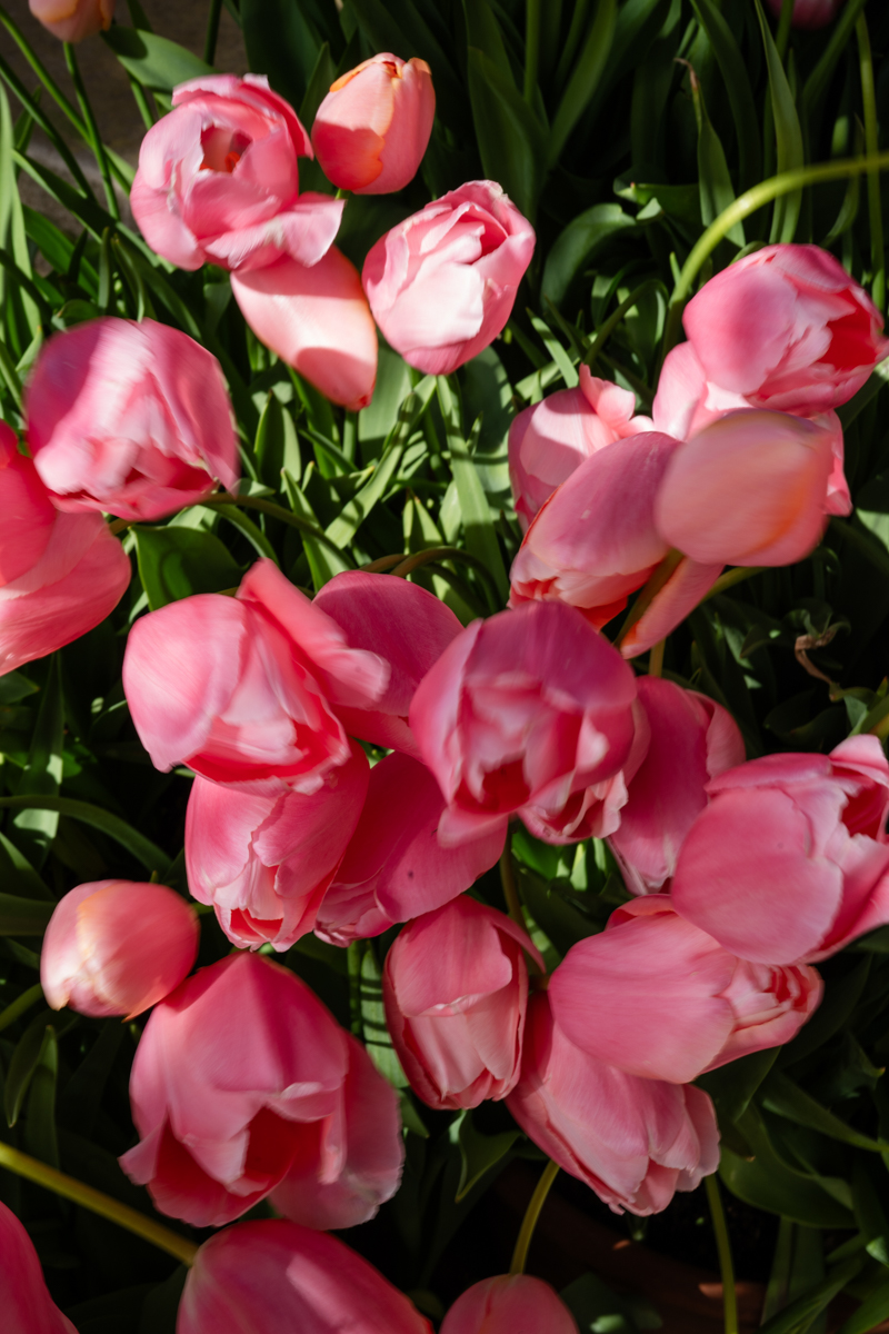 tulips at filoli