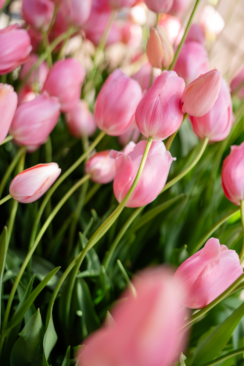 tulips at filoli