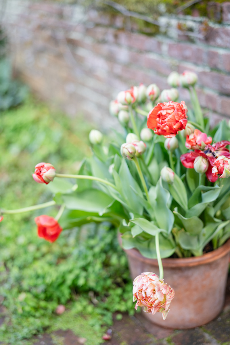 tulips at filoli