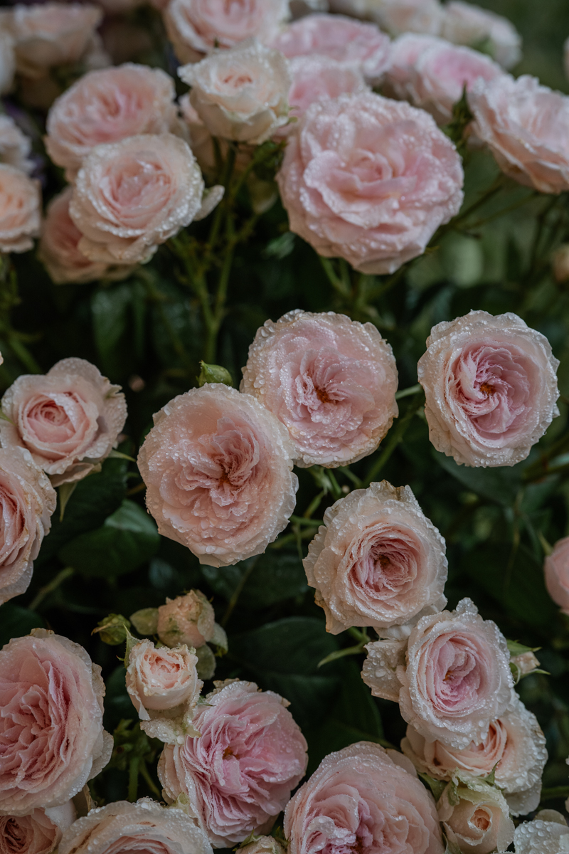 flowers with rain on them