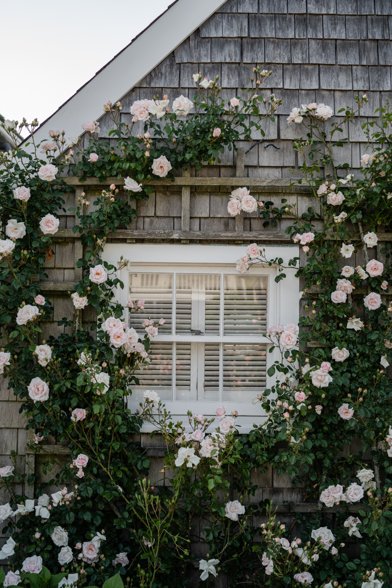 Nantucket roses