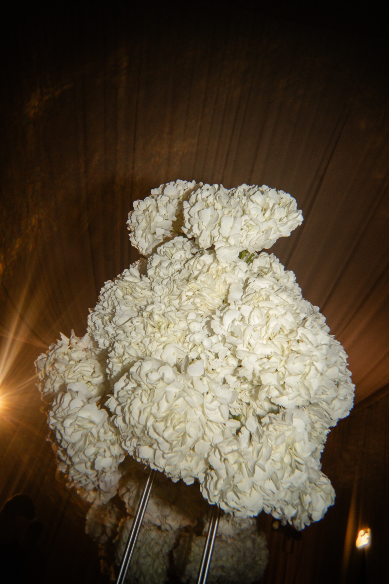 hydrangea