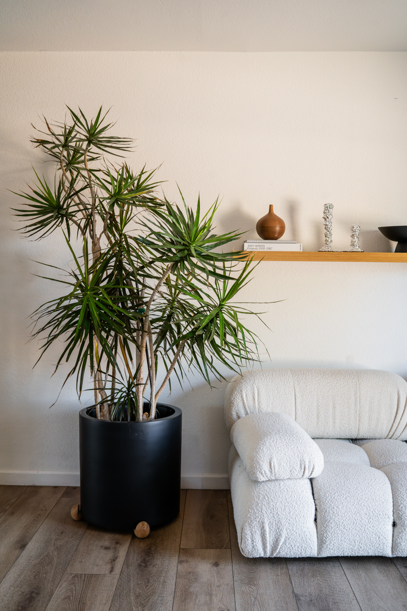 Phoenix Outdoor Aesthetics Home Tour