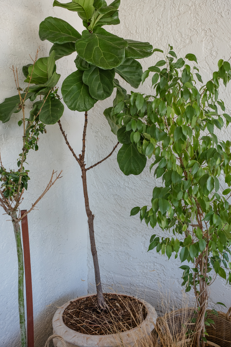 outdoor plants in phoenix