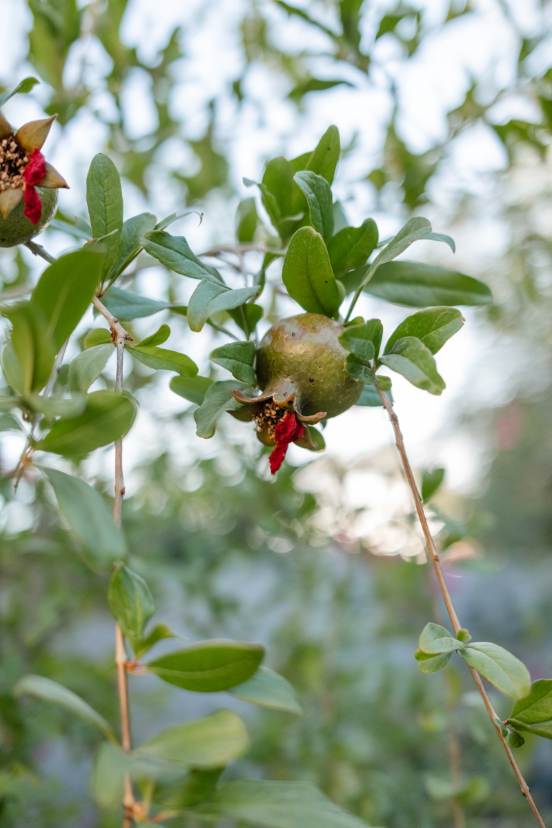 Phoenix Garden