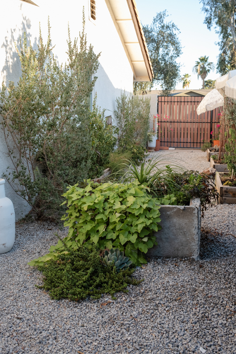 Phoenix Garden
