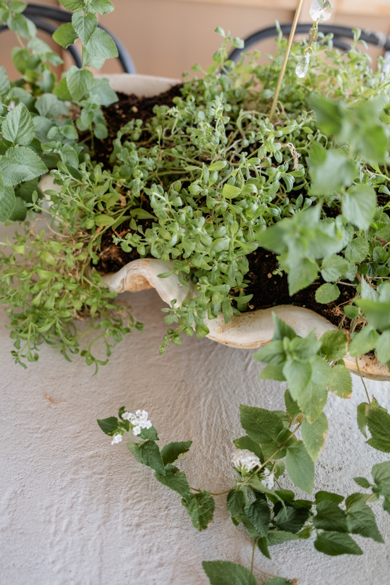 phoenix gardening